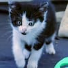 Katzenkind Nuri