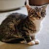 Katzenkind Hildegard