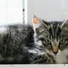 Katzenkind Hildegard