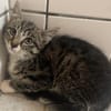 Katzenkind Hildegard