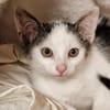 Katzenkind Milow