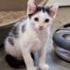 Katzenkind Milow