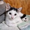 Katzenkind Milow