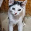 Katzenkind Milow