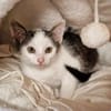 Katzenkind Milow
