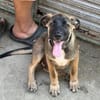 CLAUDY - super soziales Hunde-Mädchen