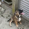 CLAUDY - super soziales Hunde-Mädchen