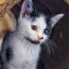 Katzenkind Caro