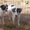 Wunderbare Shine sucht ihre Familie