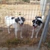Wunderbare Shine sucht ihre Familie