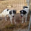 Wunderbare Shine sucht ihre Familie