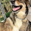 Verschmuster Caesar sucht Zuhause