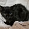 Katzenkind Arnold