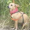 TESSA - liebevoll und verschmust
