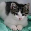 Katzenkind Günter