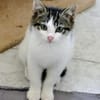 Katzenkind Günter