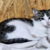 Katzenkind Günter