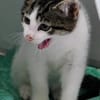 Katzenkind Günter