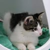 Katzenkind Günter