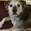 SMARTY GREY - wo bleibt sein Happy End?