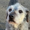 SMARTY GREY - wo bleibt sein Happy End?