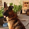Marley sucht ein aktives Zuhause