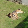 Marley sucht ein aktives Zuhause