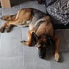 Marley sucht ein aktives Zuhause