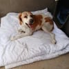 Franzi sucht Familienanschluß
