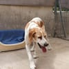 Franzi sucht Familienanschluß
