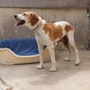 Franzi sucht Familienanschluß