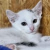 Katzenkind Lotti