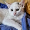 Katzenkind Lotti