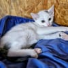 Katzenkind Lotti