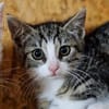 Katzenkind Mila