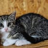 Katzenkind Mila