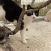 Schmusebär Athur sucht Zuhause!