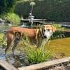 Lenny aus 26556 Schweindorf