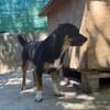 ❤🐾 LENi, unser kleiner Wirbelwind