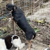 ❤🐾 LENi, unser kleiner Wirbelwind