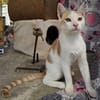Süßer Buster sucht liebevolles Zuhause!