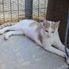 Süßer Buster sucht liebevolles Zuhause!