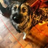 NICO -sportlicher Junghund-