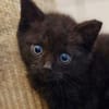 Katzenkind Sammy