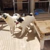 Unkomplizierte Brave sucht ihr Zuhause