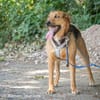 Frieda ist eine freundliche Hündin