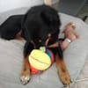 Freundlicher Berner Sennen-Rotweiler-Mix
