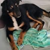 Freundlicher Berner Sennen-Rotweiler-Mix