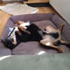 Freundlicher Berner Sennen-Rotweiler-Mix
