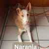 NARANJA, w., kastr., Mischling, 43 cm